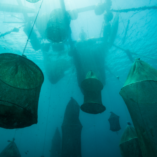 <h1>Live Reef Food Fish Trade</h1>
<p style="text-align: right;"><a href="/what-we-do/food/lrfft">Read More ></a></p>