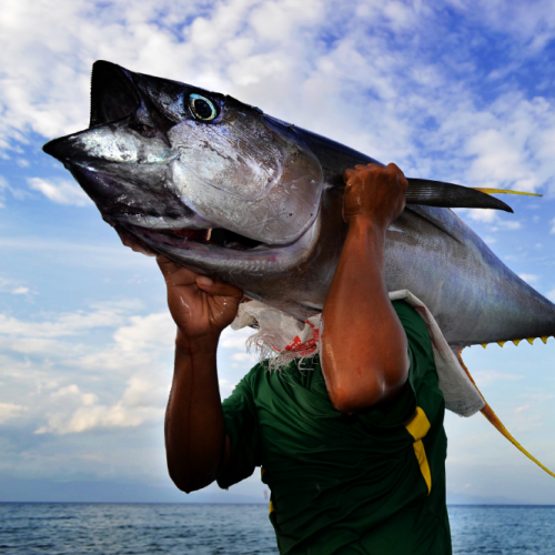 <h1>Sustainable Tuna</h1>
<p style="text-align: right;"><a href="https://archive.wwf.org.ph/sustainabletuna/">Read More ></a></p>