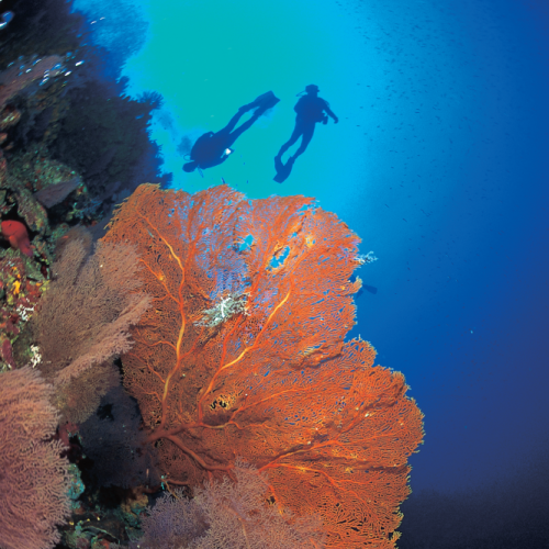 <h1>Tubbataha Reefs</h1>
<p style="text-align: right;"><a href="/what-we-do/food/tubbataha">Read More ></a></p>