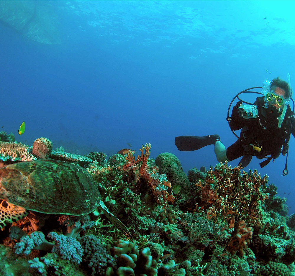 <h1>WWF Statement on Nickelodeon Resort in Coron, Palawan</h1>
<p>Viacom International Media Network, owner of </p>
<p style="text-align: right;"><a href="https://archive.wwf.org.ph/resource-center/story-archives-2017/statement-on-nickelodeon-resort-coron/">Read More ></a></p>