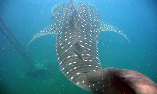 <h1>Sustainable Whale Shark Ecotourism</h1>
<p>Implementing community-based ecotourism.</p>