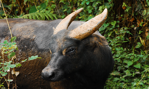 <h1>Saving the World's Rarest Buffalo</h1>
<p>Doubling the number of wild tamaraw by 2020.</p>