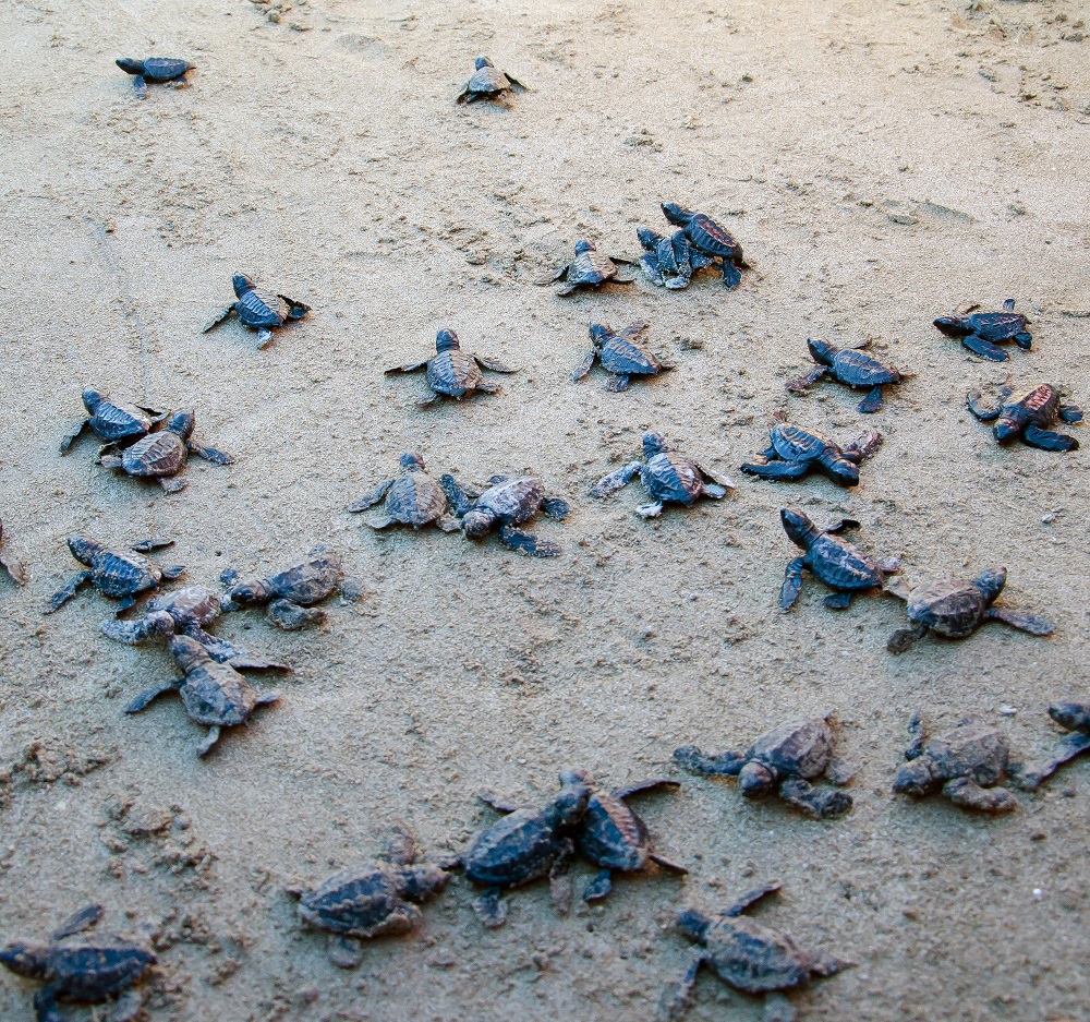 <h1>Sea Turtles Hatch at Hamilo Coast</h1>
<p>Exactly 46 Olive Ridley hatchlings emerged from</p>
<p style="text-align: right;"><a href="https://archive.wwf.org.ph/resource-center/story-archives-2017/sea-turtles-find-a-haven-hamilo-coast/">Read More ></a></p>