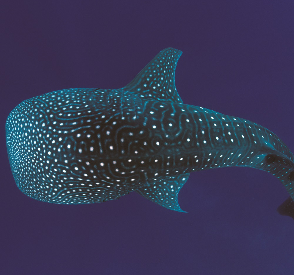 <h1>WWF Statement on Oslob Whale Shark Interactions</h1>
<p>Oslob in the Philippine province of Cebu is among the Philippines’</p>
<p style="text-align: right;"><a href="https://archive.wwf.org.ph/resource-center/story-archives-2017/statement-oslob-whale-shark-interarctions/">Read More ></a></p>
