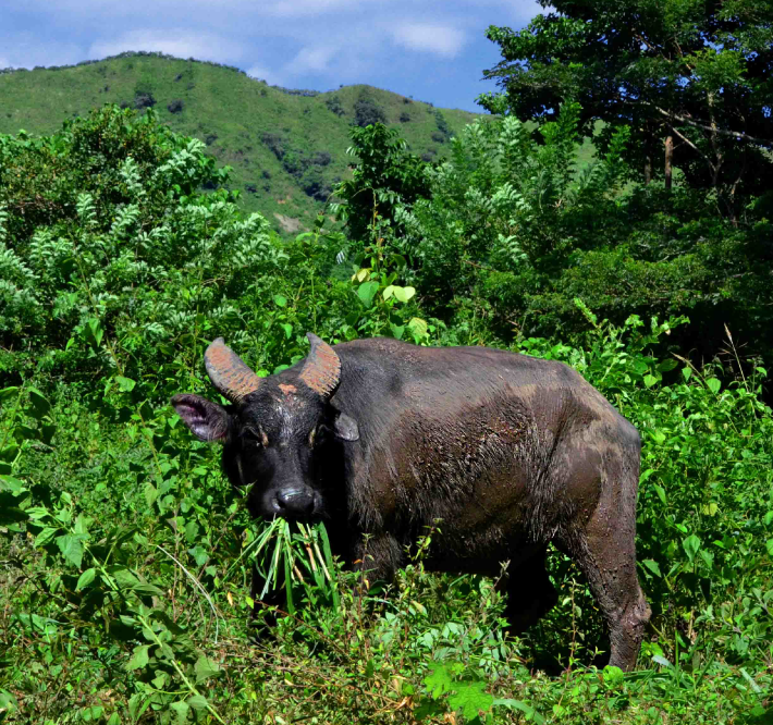 <h1>Saving the World's Rarest Buffalo</h1>
<p>Doubling the number of wild tamaraw by 2020</p>
<p style="text-align: right;"><a href="http://www.arcgis.com/apps/MapJournal/index.html?appid=661eacb568f64105abf57835998ae68c">Read More ></a></p>