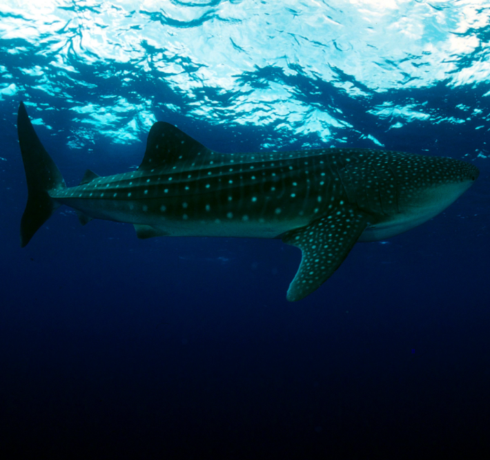 <h1>Sustainable Whale Shark Ecotourism</h1>
<p>Implementing a community-based Whale Shark Ecotourism Program</p>
<p style="text-align: right;"><a href="http://www.arcgis.com/apps/MapJournal/index.html?appid=6f8132ab7acd4f8ab57231094cec0213">Read More ></a></p>