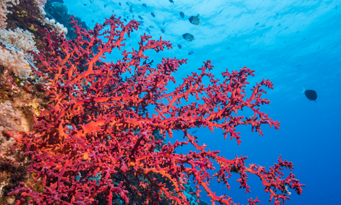 <h1>Apo Reef</h1>
<p>Being the largest atoll-like reef in the Philippines and the second
largest non-contiguous reef on Earth.</p>