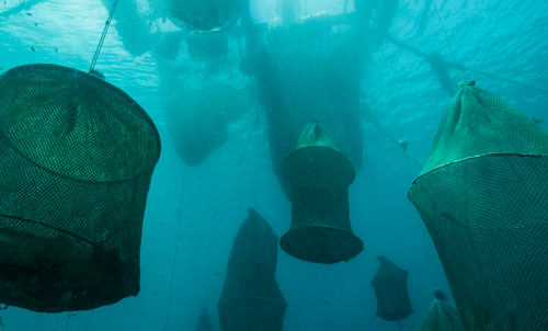 <h1>Live Reef Food Fish Trade</h1>
<p>Reef fish are caught and
kept alive until the moment they are cooked
in a restaurant or hotel.</p>