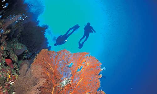 <h1>Tubbataha Reefs</h1>
<p>Nestled at the heart of the Central Sulu Sea
are the Tubbataha Reefs, which host the country's
most biologically-diverse and productive reef
complexes.</p>