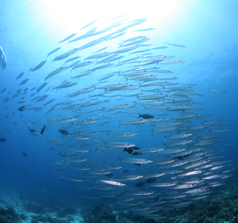 <h1>Rule of Two-Thirds Photo Exhibit</h1>
<p>In celebration of World Oceans Day, captivating underwater </p>
<p style="text-align: right;"><a href="https://archive.wwf.org.ph/what-we-do/food/tubbataha/rule-of-two-thirds-photo-exhibit/">Read More ></a></p>