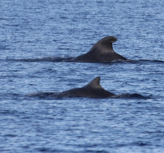 <h1>17 Sightings in Davao Gulf Survey</h1>
<p>A recent 6-day survey proved that the Davao Gulf is one </p>
<p style="text-align: right;"><a href="https://archive.wwf.org.ph/what-we-do/food/davaogulf/17-sightings-recorded-in-smartseas-ph-survey-in-davao-gulf/" target="_blank">Read More ></a></p>