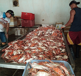 <h1>Blue Crab Sustainability Workshop</h1>
<p>Using a multi-stakeholder management approach</p>
<p style="text-align: right;"><a href="https://archive.wwf.org.ph/resource-center/story-archives-2018/fishery-improvement-program-conducts-workshop-on-the-sustainability-of-blue-crab-fishing-in-negros/" target="_blank">Read More ></a></p>