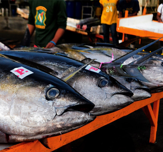 <h1>Freeing Tuna Fishers from Debt</h1>
<p> Through its Partnership Program Towards Sustainable Tuna (PPTST), the World Wide Fund for Nature (WWF) </p>
<p style="text-align: right;"><a href="https://archive.wwf.org.ph/what-we-do/food/pptst/hook-to-cook-freeing-tuna-fishers-from-debt/">Read More ></a></p>