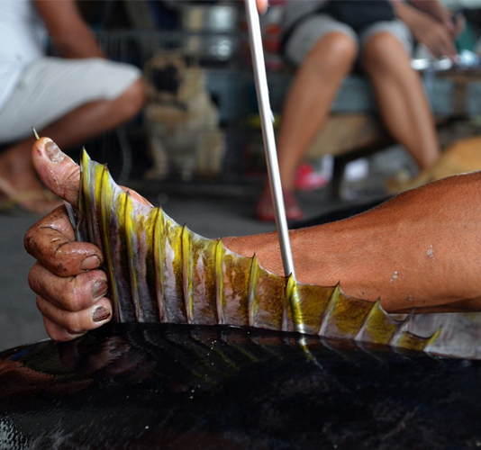 <h1>Added Value to High Value Fish</h1>
<p> No part of a yellowfin tuna (Thunnus albacares) goes to waste. </p>
<p style="text-align: right;"><a href="https://archive.wwf.org.ph/what-we-do/food/pptst/added-value-for-high-value-fish/">Read More ></a></p>