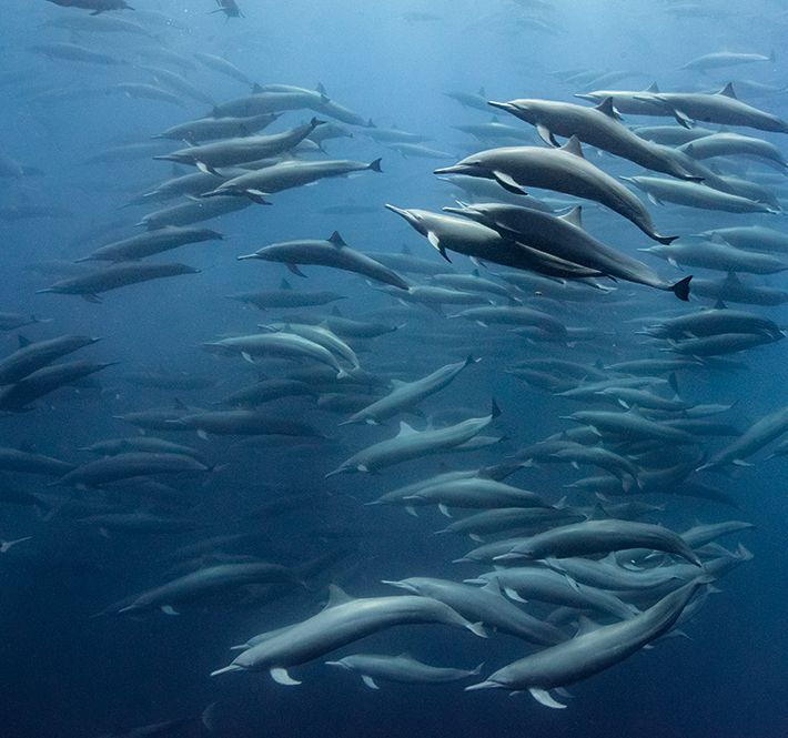 <h1>"Our Planet" Trailer Released</h1>
<p> World-renowned naturalist Sir David Attenborough will serve as the voice of upcoming Netflix original documentary series Our Planet, </p>
<p style="text-align: right;"><a href="https://archive.wwf.org.ph/resource-center/story-archives-2017/our-planet/" target="_blank">Read More ></a></p>