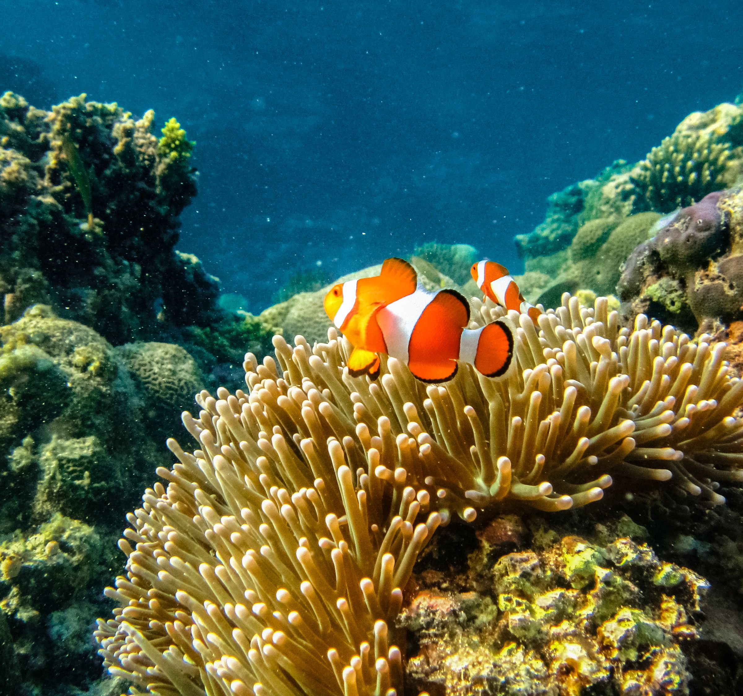 <h1>Earth Hour 2019: For Our Shared Futures</h1>
<p>In the year 2020, our world leaders will be coming together for the 2020 UN Climate Change Conference. COP 26, they call it, and it is here that they will discuss the state of the world.</p>
<p style="text-align: right;"><a href="https://archive.wwf.org.ph/resource-center/story-archives-2019/earth-hour-2019-for-our-shared-futures/">Read More ></a></p>