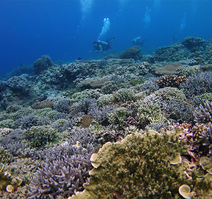 <h1>Reef Monitoring System Vital for Reef Conservation and Management</h1>
<p>Sulu Sea, the richest reef region in the world, is home to 505 coral species and yet we know little about its reefs./p>
<p style="text-align: right;"><a href="https://archive.wwf.org.ph/resource-center/story-archives-2019/sulu-sea-reef-monitoring/" target="_blank">Read More ></a></p>
