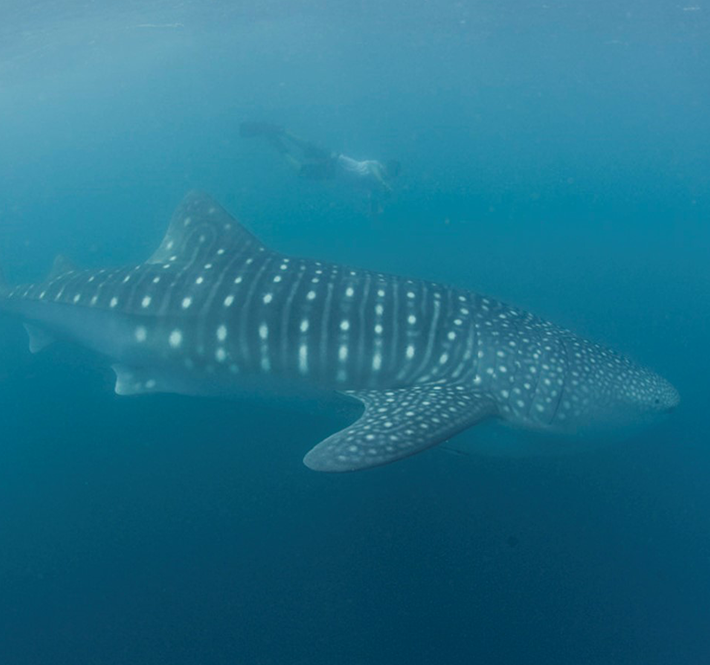 <h1>92 New Whale Sharks Spotted in Donsol, Philippines</h1>
<p>92 new whale shark individuals have been identified in Ticao Pass off the coast of Donsol/p>
<p style="text-align: right;"><a href="https://archive.wwf.org.ph/resource-center/story-archives-2019/92whalesharks/" target="_blank" rel="noopener noreferrer">Read More ></a></p>