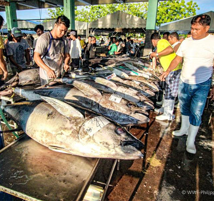 <h1>WWF-Philippines Pushes for Traceability Guidelines with NFARMC</h1>
<p>Fisheries across the Philippines have started to collapse – but solutions sit on the horizon./p>
<p style="text-align: right;"><a href="https://archive.wwf.org.ph/resource-center/story-archives-2019/wwf-lobbies-with-nfarmc/" target="_blank" rel="noopener noreferrer">Read More ></a></p>