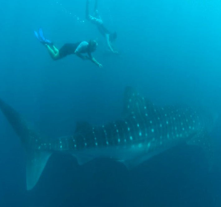 <h1>Statement on Whale Shark Feeding Reports in Lila, Bohol</h1>
<p>The Philippines hosts the second largest known population of whale sharks in the world - a total of 705 individuals./p>
<p style="text-align: right;"><a href="https://archive.wwf.org.ph/resource-center/story-archives-2019/statement-on-whale-shark-feeding-bohol/" target="_blank" rel="noopener noreferrer">Read More ></a></p>