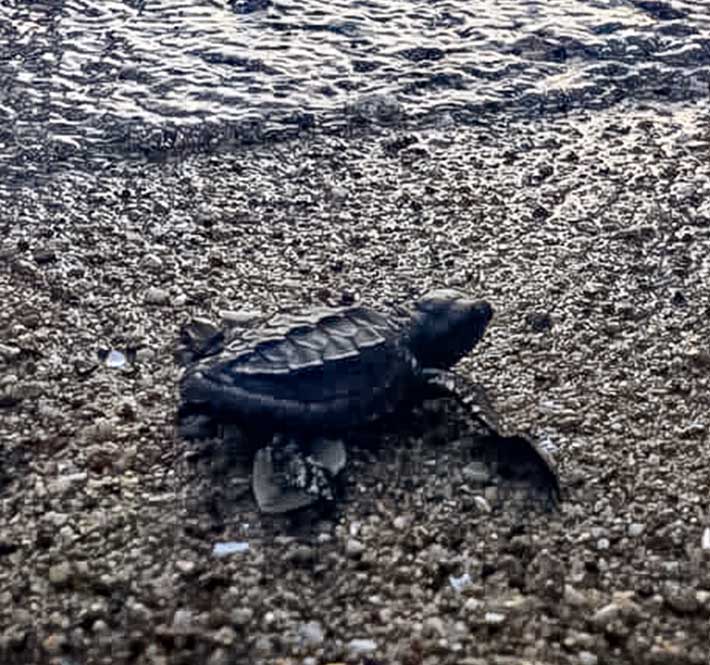 <h1>Baby Olive Ridley Turtles Introduced to the Wild in Donsol, Sorsogon</h1>
<p>New life returns to the seas around Bicol – with a little helping hand from some friends./p>
<p style="text-align: right;"><a href="https://archive.wwf.org.ph/resource-center/story-archives-2020/olive-ridley-turtle-sorsogon/" target="_blank" rel="noopener noreferrer">Read More ></a></p>