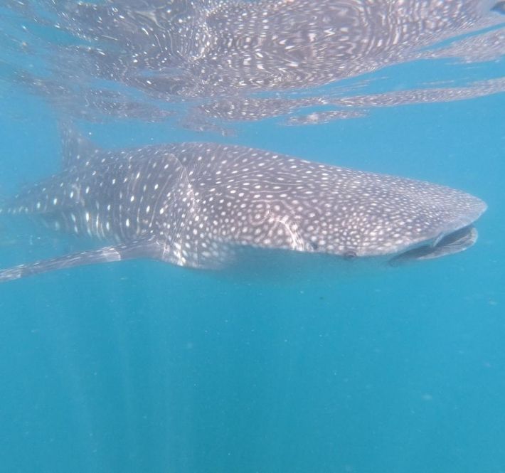 <h1>19 New Whale Sharks Identified in Donsol Throughout 2020</h1>
<p>The World Wide Fund for Nature (WWF) Philippines has identified 19 new individual whale sharks/p>
<p style="text-align: right;"><a href="https://archive.wwf.org.ph/resource-center/story-archives-2020/19-new-whale-sharks/" target="_blank" rel="noopener noreferrer">Read More ></a></p>