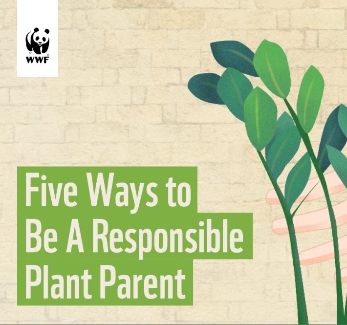 <h1>Five Ways to Be A Responsible Plant Parent</h1>
<p>Nowadays, everyone wants to be a plantito, plantita, or halamom. /p>
<p style="text-align: right;"><a href="https://archive.wwf.org.ph/resource-center/story-archives-2020/five-ways-responsible-plant-owner/" target="_blank" rel="noopener noreferrer">Read More ></a></p>