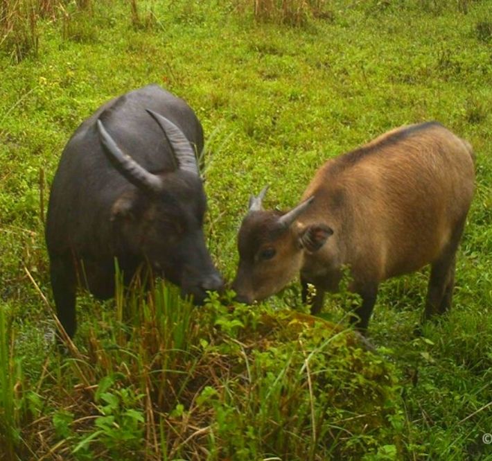 <h1>WWF-Philippines’ Statement on the Reported Tamaraw Poaching Incident in Mt. Iglit-Baco Protected Area</h1>
<p>WWF-Philippines strongly condemns the Tamaraw poaching incident reported to have/p>
<p style="text-align: right;"><a href="https://archive.wwf.org.ph/resource-center/story-archives-2020/tamaraw-poaching/" target="_blank" rel="noopener noreferrer">Read More ></a></p>