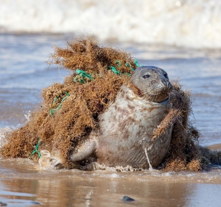 <h1>New report from WWF says abandoned fishing gear an "immortal menace"</h1>
<p>Abandoned fishing gear is the deadliest form of plastic debris for marine life/p>
<p style="text-align: right;"><a href="https://archive.wwf.org.ph/resource-center/story-archives-2020/ghost-gear-report/" target="_blank" rel="noopener noreferrer">Read More ></a></p>