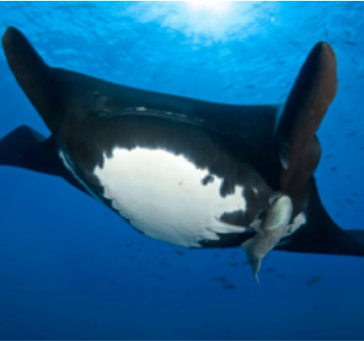 <h1>More than 300 Species of Sharks and Rays Now Threatened with Extinction</h1>
<p>New assessments by the International Union for Conservation of Nature (IUCN)</p>
<p style="text-align: right;"><a href="https://archive.wwf.org.ph/resource-center/story-archives-2020/300-species-of-sharks-and-rays/" target="_blank" rel="noopener noreferrer">Read More ></a></p>