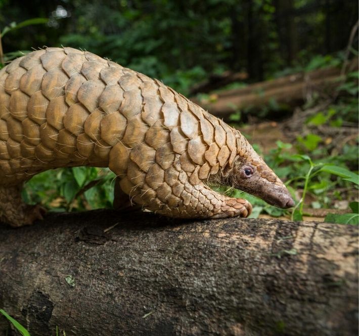 <h1>Consumption of wildlife drops almost 30% over perceived links to pandemics like COVID-19</h1>
<p>As the World Health Assembly opens today against a backdrop of continued suffering caused by the</p>
<p style="text-align: right;"><a href="https://archive.wwf.org.ph/resource-center/story-archives-2021/links-to-pandemics/" target="_blank" rel="noopener noreferrer">Read More ></a></p>