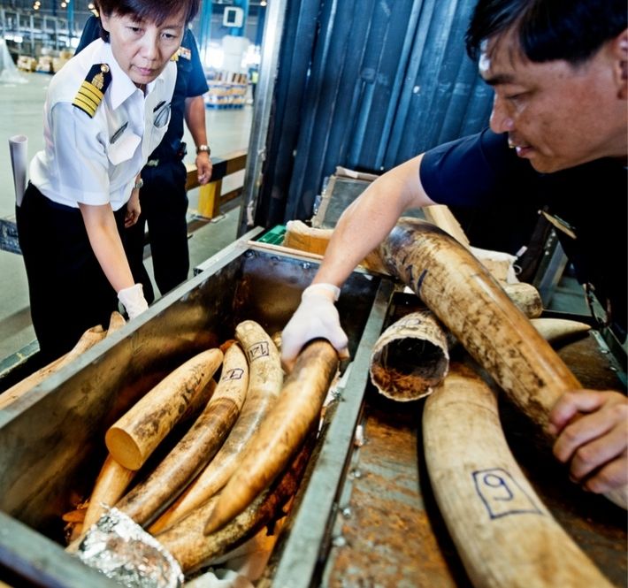 <h1>WWF urges governments to commit to halting illegal wildlife trade</h1>
<p>We need to act immediately to strengthen our response towards transnational wildlife crime which</p>
<p style="text-align: right;"><a href="https://archive.wwf.org.ph/resource-center/story-archives-2021/illegal-wildlife-trade/" target="_blank" rel="noopener noreferrer">Read More ></a></p>