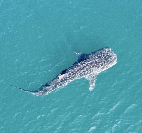 <h1>26 New Whale Sharks Identified</h1>
<p>The World Wide Fund for Nature (WWF) Philippines identified 58 individual whale sharks during the organizations’ 2021 population survey, held annually off the coast of Donsol.</p>
<p style="text-align: right;"><a href="https://archive.wwf.org.ph/resource-center/story-archives-2021/2021-whale-shark-survey/" target="_blank" rel="noopener noreferrer">Read More ></a></p>