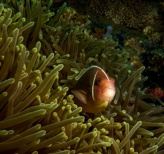 <h1>Statement on Dumaguete Reclamation</h1>
<p>The World Wide Fund for Nature (WWF) Philippines adds its voice to the growing number of organizations and individuals</p>
<p style="text-align: right;"><a href="https://archive.wwf.org.ph/resource-center/story-archives-2021/dumaguete-reclamation-statement/" target="_blank" rel="noopener noreferrer">Read More ></a></p>