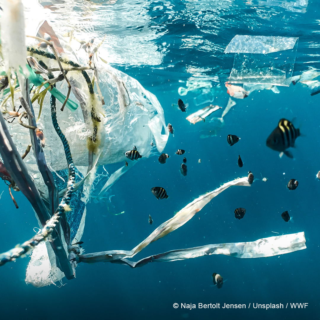 <h1> Magkano ang gastos ng plastik sa lipunan, kalikasan at ekonomiya? </h1>
<p> Societal cost of plastics produced in 2019 found to be US$ 3.7 trillion; 
nearly 10 times the 2019 GDP of the Philippines
 </p>
<p style="text-align: right;"><a href="https://archive.wwf.org.ph/resource-center/story-archives-2021/magkano-ang-gastos-ng-plastik-sa-lipunan-kalikasan-at-ekonomiya/" target="_blank" rel="noopener noreferrer">Read More ></a></p>