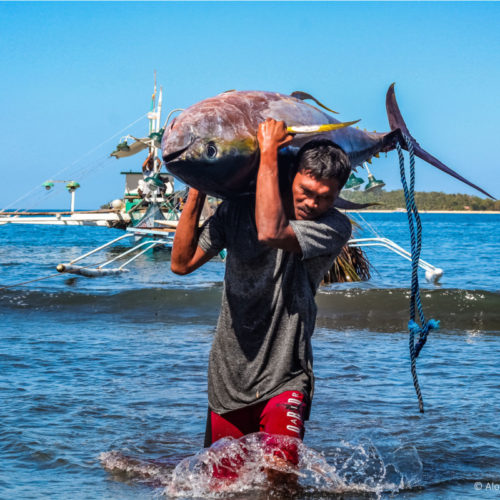 <h1> Small-Scale Tuna Fishers Earn MSC Certification in Historical First
 </h1>
<p> Small-scale fishers bring home a big win on the road towards sustainable fisheries.
 </p>
<p style="text-align: right;"><a href="https://archive.wwf.org.ph/resource-center/story-archives-2021/small-scale-tuna-fishers-earn-msc-certification-in-historical-first/" target="_blank" rel="noopener noreferrer">Read More ></a></p>