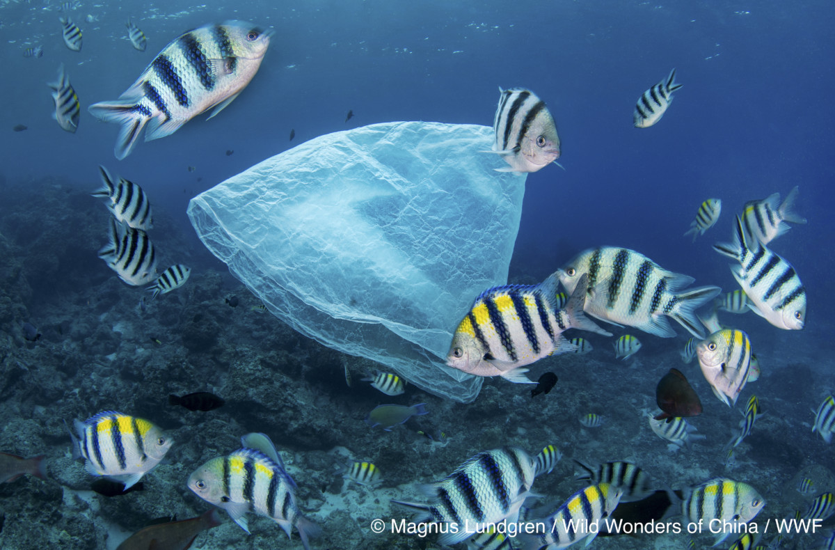 Plastic waste in the ocean along with Indo-Pacific sergeant, (Abudefduf vaigiensis), Green Island, a small volcanic island in the Pacific Ocean , Taiwan