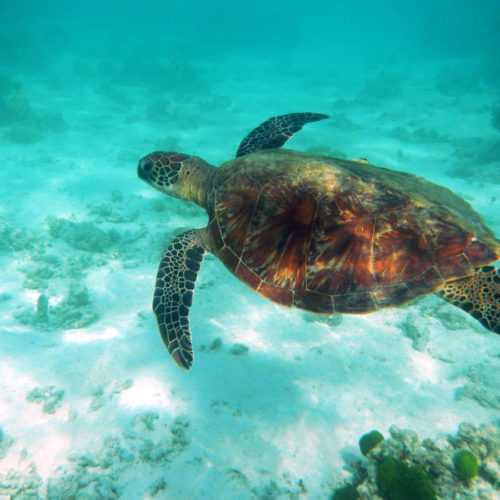 <h1>WWF kickstarts ShellBank - a global genetic database to trace and protect sea turtles from poaching and the illegal trade
</h1>
<p style="text-align: right;"><a href="https://archive.wwf.org.ph/resource-center/story-archives-2022/wwf-kickstarts-shellbank-a-global-genetic-database-to-trace-and-protect-sea-turtles-from-poaching-and-the-illegal-trade/">Read More ></a></p>