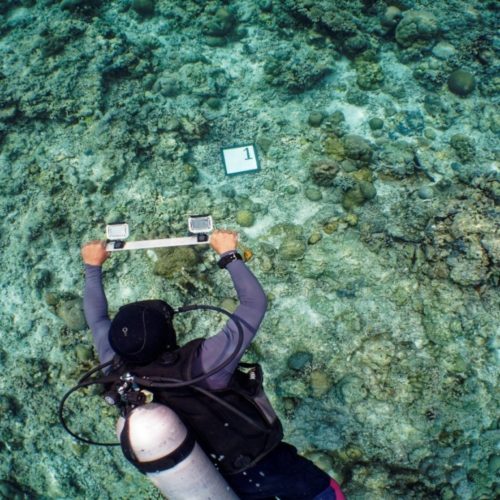 <h1>Protection of Tubbataha Reef gets boost with new mapping, survey project
</h1>
<p style="text-align: right;"><a href="https://archive.wwf.org.ph/resource-center/story-archives-2022/protection-of-tubbataha-reef-gets-boost-with-new-mapping-survey-project/">Read More ></a></p>