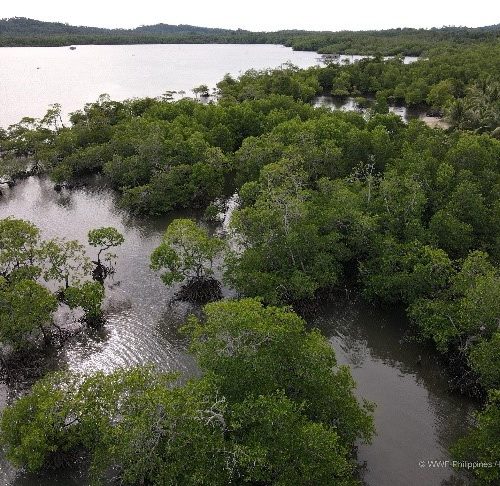 <h1>Balabac launches mangrove restoration to build ecosystem and community resilience</h1>
<p style="text-align: right;"><a href="https://archive.wwf.org.ph/resource-center/story-archives-2022/balabac-launches-mangrove-restoration-to-build-ecosystem-and-community-resilience/">Read More ></a></p>