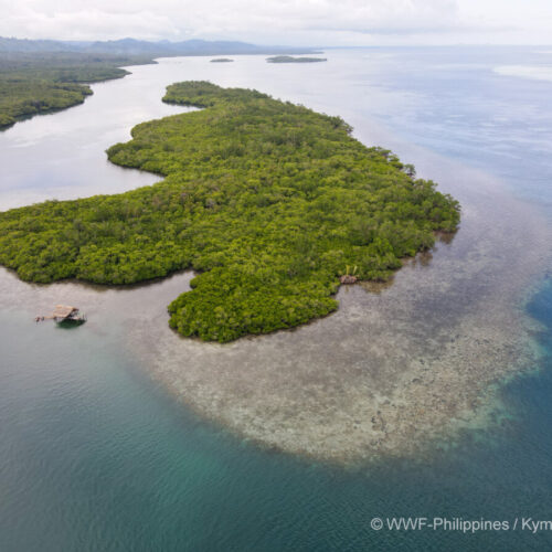 <h1>Building a stronger and more climate-resilient future for communities in Palawan through mangroves</h1>
<p style="text-align: right;"><a href="https://archive.wwf.org.ph/resource-center/story-archives-2023/building-a-stronger-and-more-climate-resilient-future-for-communities-in-palawan-through-mangroves/">Read More ></a></p>