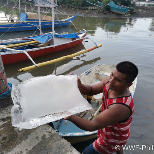 <h1>Tip of the Iceberg: Tuna fishers need more ice!</h1>
<p style="text-align: right;"><a href="https://archive.wwf.org.ph/what-we-do/food/projectbuhay/jam-seafoods-working-on-providing-free-ice-and-potential-livelihood-for-occidental-mindoro-small-scale-tuna-fishers/">Read More ></a></p>