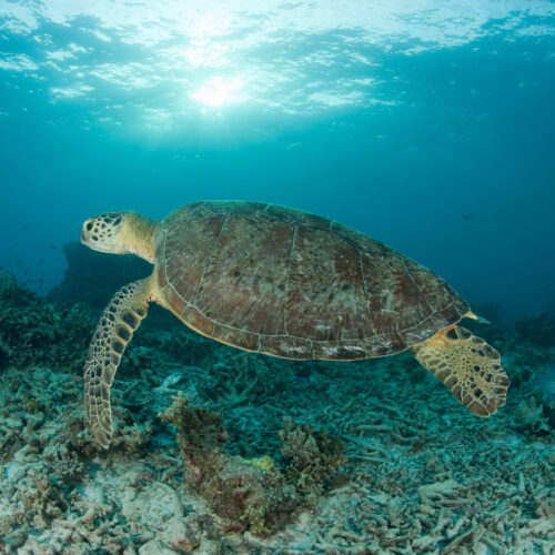 <h1>High wildlife trafficking levels in the Sulu-Celebes Seas call for tripartite collaboration
</h1></p>
<p style="text-align: right;"><a href="https://archive.wwf.org.ph/resource-center/story-archives-2023/high-wildlife-trafficking-levels-in-the-sulu-celebes-seas-call-for-tripartite-collaboration/">Read More ></a></p>