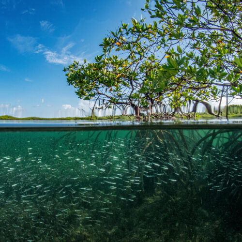 <h1>WWF-Philippines congratulates NEO for pioneering EDGE Zero Carbon Certification</h1></p>
<p style="text-align: right;"><a href="https://archive.wwf.org.ph/resource-center/story-archives-2023/wwf-philippines-congratulates-neo-for-pioneering-edge-zero-carbon-certification/">Read More ></a></p>